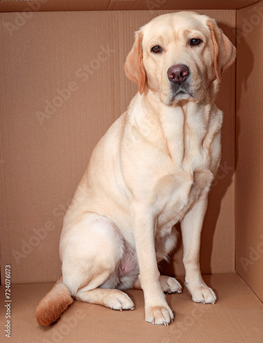 Blonde Labrador Retriever is sitting in a box