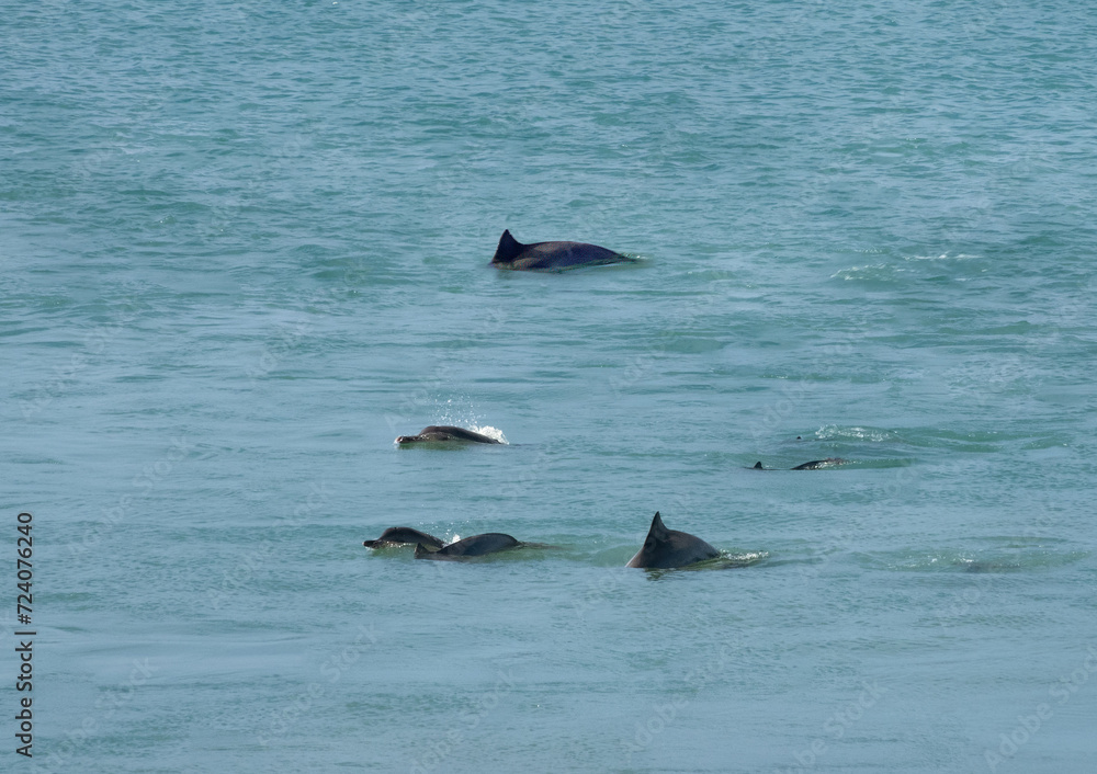Fototapeta premium Stunning view of a pod of dolphins right in the harbor of Maceió, Alagoas state, Brazil