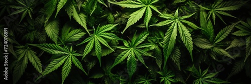 Fresh marijuana leaves on lush green background for beautiful banners and creative designs