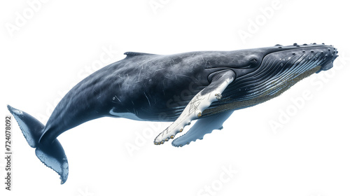 baleine à bosse détourée sur fond transparent © Sébastien Jouve