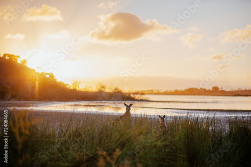 Deux kangourous dans les hautes herbes au coucher du soleil dans la r  serve naturelle de Tower Hill  Victoria  Australie  au bord du lac Tower Hill