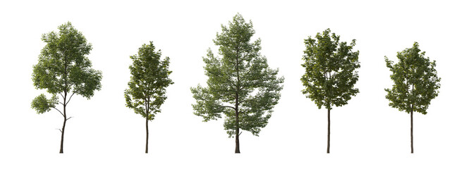 Tilia cordata and sycamore platanus maple cloudy street summer trees isolated png on a transparent background premium cutout (small-leaved linden, European linden) 