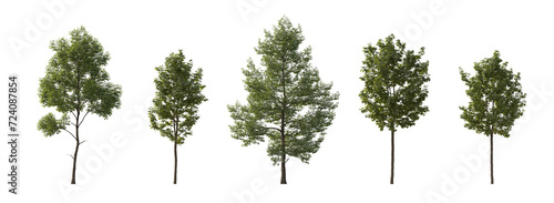 Tilia cordata and sycamore platanus maple cloudy set street summer trees medium and small isolated png on a transparent background perfectly cutout (small-leaved linden, European linden)  photo