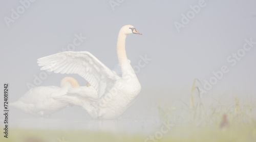 Mute swan - at a wetland in heavy morning fog in spring