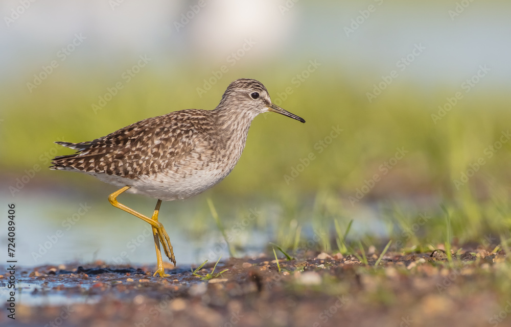 Wood Sandpiper - in spring on the migration way at wetland Wood Sandpiper - in spring on the migration way at wetland