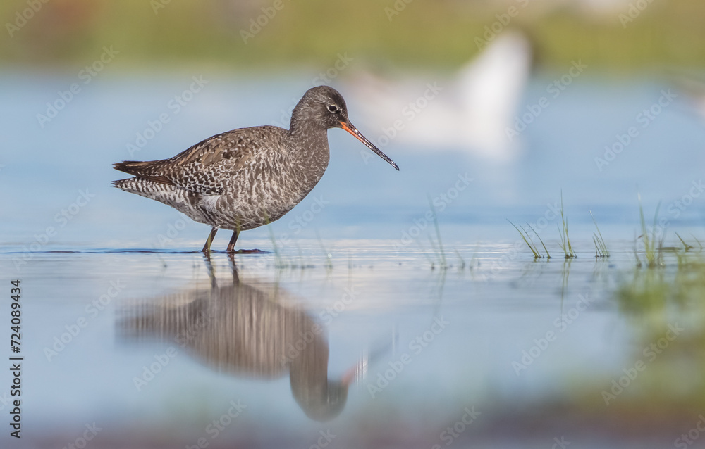 Obraz premium Spotted redshank - in spring feeding at wetland on the migration way