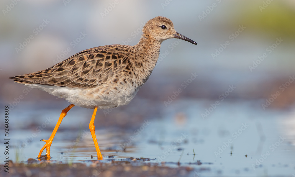 Ruff - female feeding at the wetland on the mating season in spring Ruff - female feeding at the wetland on the mating season in spring