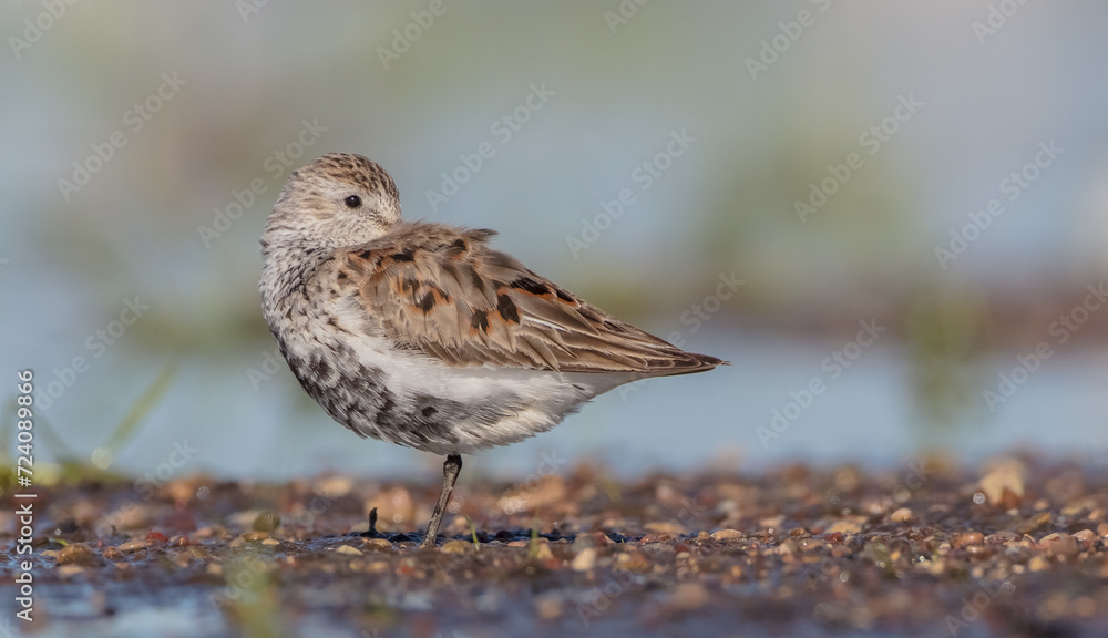 Dunlin - adult bird at a wetland on the spring migration 