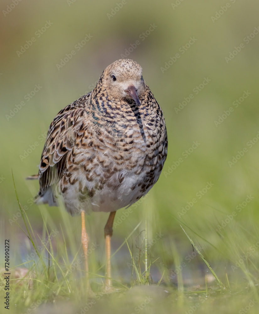Ruff - male bird at a wetland on the mating season in spring Ruff - male bird at a wetland on the mating season in spring