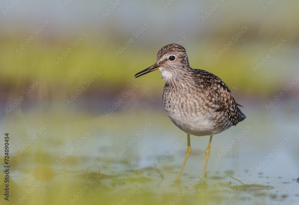 Wood Sandpiper - in spring on the migration way at wetland Wood Sandpiper - in spring on the migration way at wetland