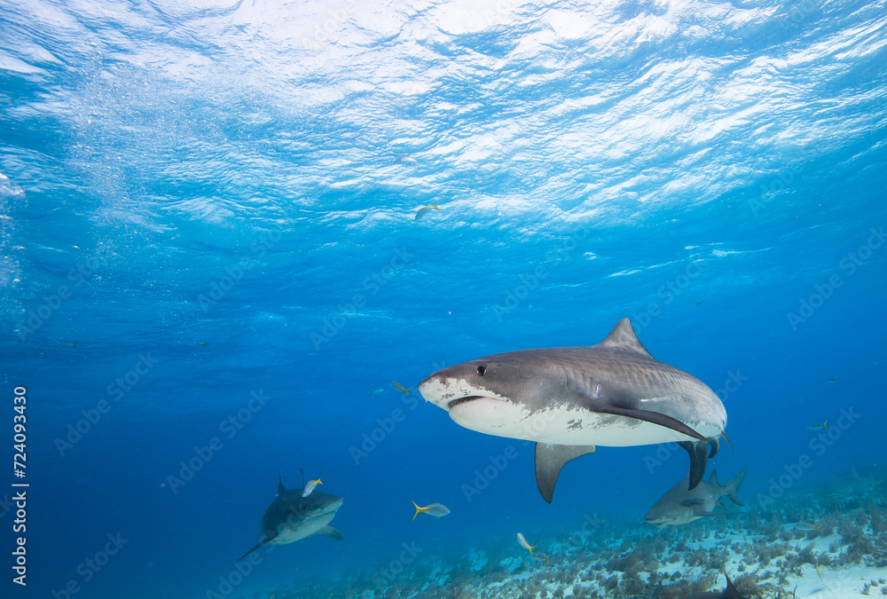 Fototapeta premium Group of Tiger and Lemon sharks, Caribbean sea, Bahamas. 