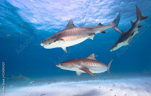 Group of Tiger and Lemon sharks, Caribbean sea, Bahamas.
