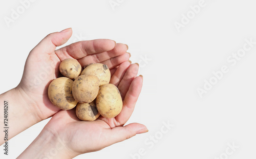 Close-up of a woman farmer's hands on a white background showing a pile of fresh raw potatoes being harvested in a rural field garden at the moment. Collection of organic vegetables. Healthy food.
