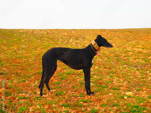 Black greyhound observing in the field