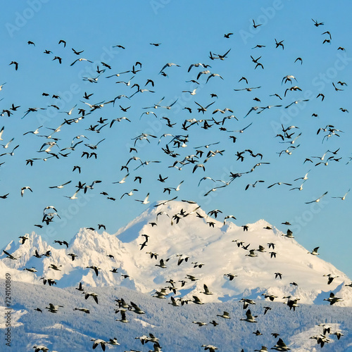 Snow geese flying in to land on a field during a winter morning with Mount Baker in the background