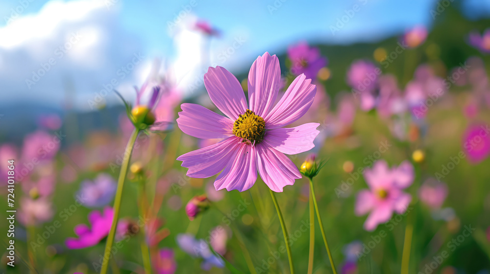 Pink cosmos flowers swaying in the warm light.