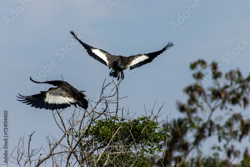 Aves volando sobre arboles photo