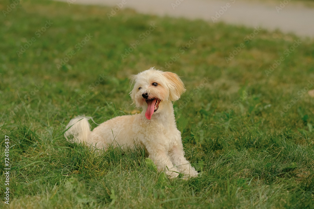 Maltese dog lies on the grass in the park