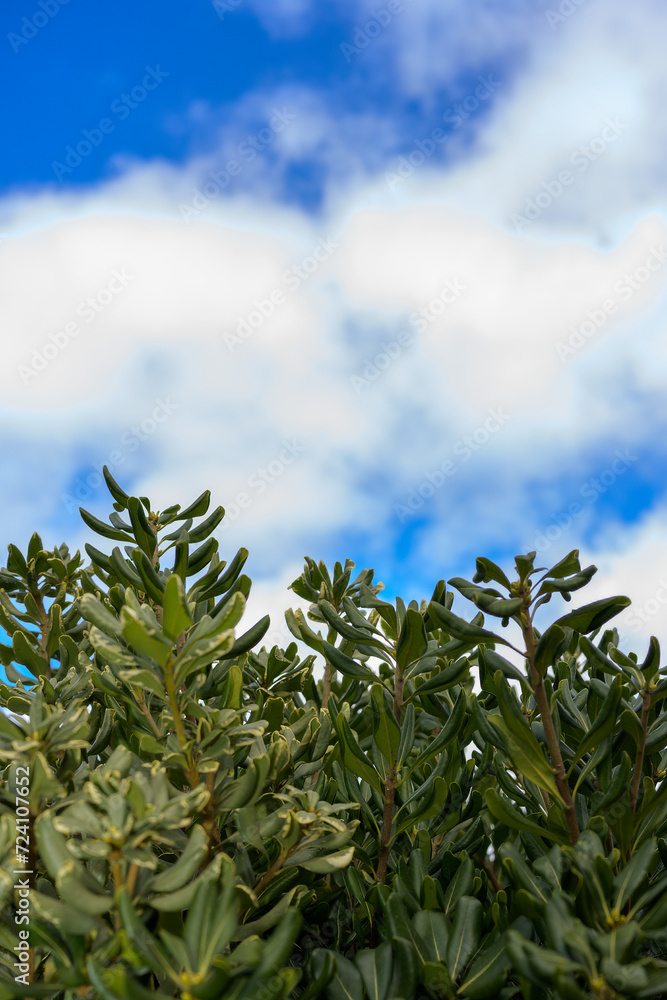 Green leaf and clouds Green leaf and clouds