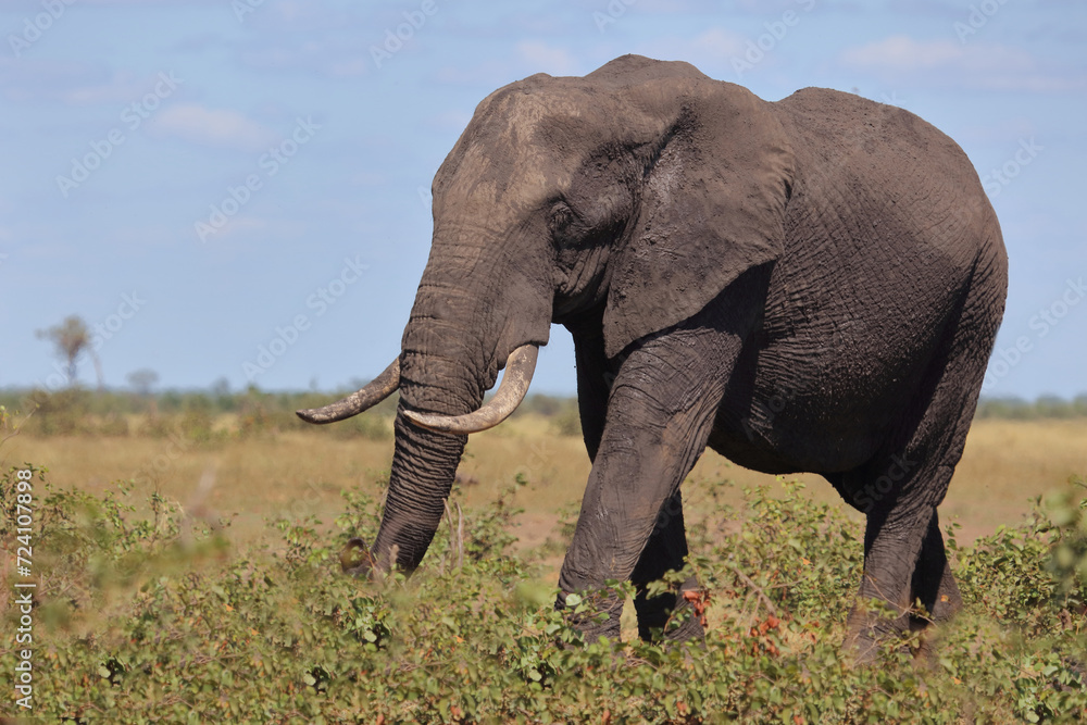 Obraz premium Afrikanischer Elefant / African elephant / Loxodonta africana