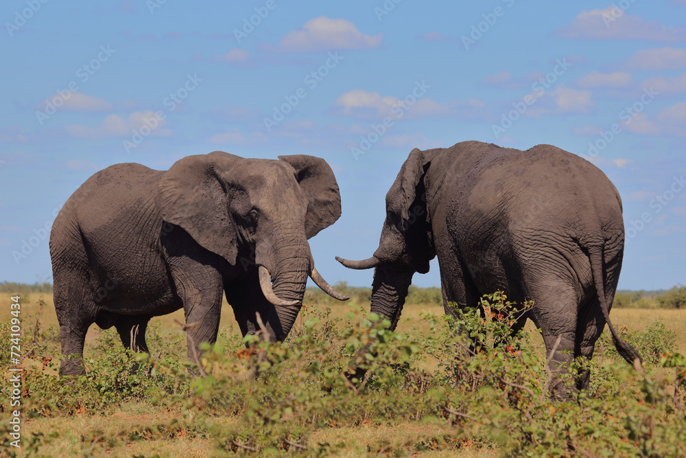 Obraz premium Afrikanischer Elefant / African elephant / Loxodonta africana