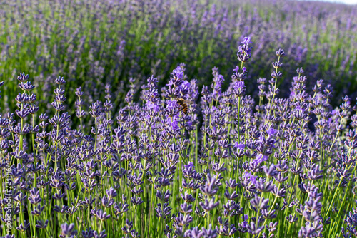 A bee sat on a flower in a lavender field