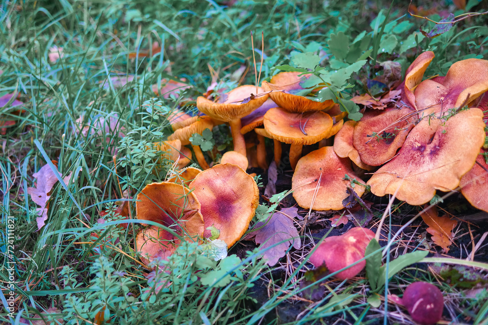 mushrooms on the stump. many mushrooms in the forest. tricholoma. Forest mushrooms (Coprinellus disseminatus), known as fairy inkcap or trooping crumble cap, growing on mossy old tree trunk. mushrooms on the stump. many mushrooms in the forest. tricholoma. Forest mushrooms (Coprinellus disseminatus), known as fairy inkcap or trooping crumble cap, growing on mossy old tree trunk.