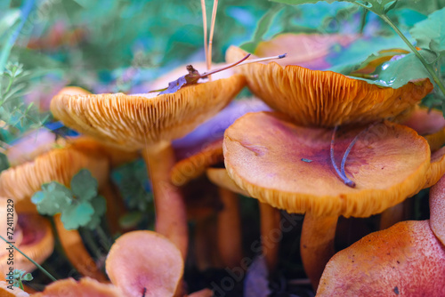 mushrooms on the stump. many mushrooms in the forest. tricholoma. Forest mushrooms (Coprinellus disseminatus), known as fairy inkcap or trooping crumble cap, growing on mossy old tree trunk. 