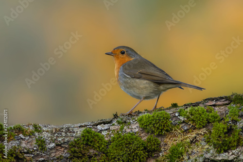 common robin in autumn colors © Jirka