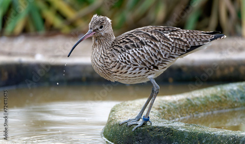 Eurasian curlew or common curlew (Numenius arquata) stilt bird wading is shallow water of waddensea.Wader bird wildlife in nature scene.