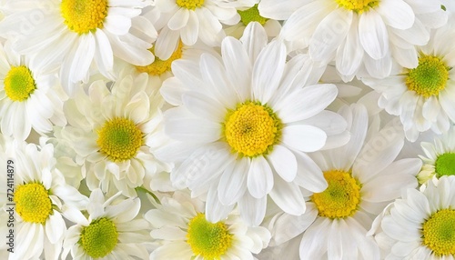 Tender white daisy close up  spring flowers background