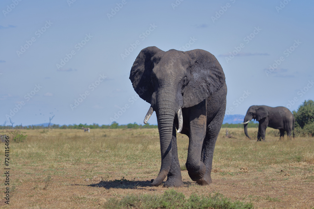 Obraz premium Afrikanischer Elefant / African elephant / Loxodonta africana