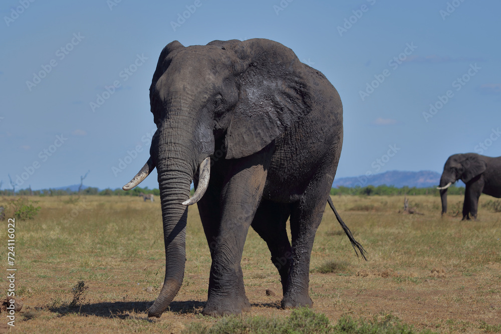 Obraz premium Afrikanischer Elefant / African elephant / Loxodonta africana