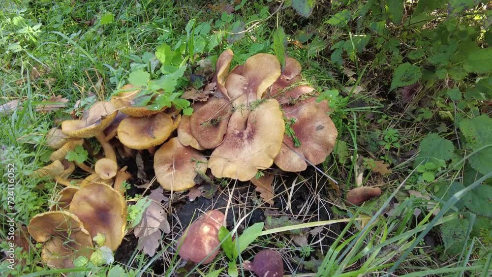 mushrooms on the stump. many mushrooms in the forest. tricholoma. Forest mushrooms (Coprinellus disseminatus), known as fairy inkcap or trooping crumble cap, growing on mossy old tree trunk. mushrooms on the stump. many mushrooms in the forest. tricholoma. Forest mushrooms (Coprinellus disseminatus), known as fairy inkcap or trooping crumble cap, growing on mossy old tree trunk.
