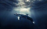 baleia vida marinha linda