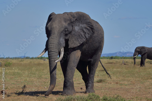 Afrikanischer Elefant   African elephant   Loxodonta africana