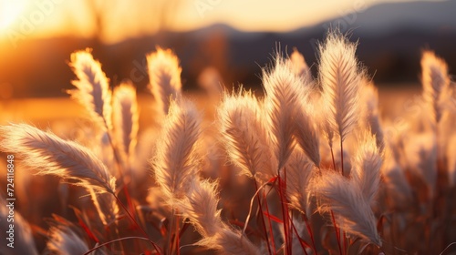 Beautiful sunset over a meadow with fluffy white pampas grass