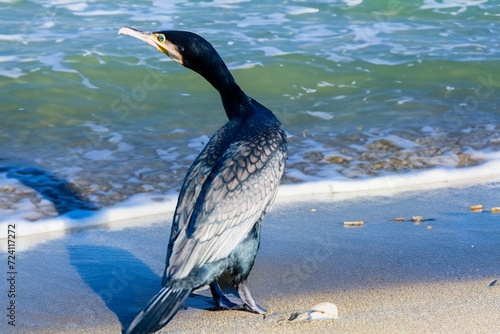 cormorant close-up on the beach