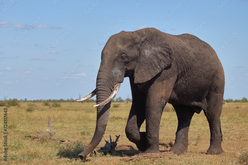 Naklejka premium Afrikanischer Elefant / African elephant / Loxodonta africana
