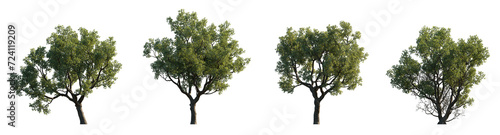 Quercus faginea Portuguese oak frontal set trees  street summer trees medium isolated png on a transparent background perfectly cutout