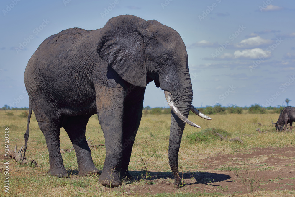 Obraz premium Afrikanischer Elefant / African elephant / Loxodonta africana