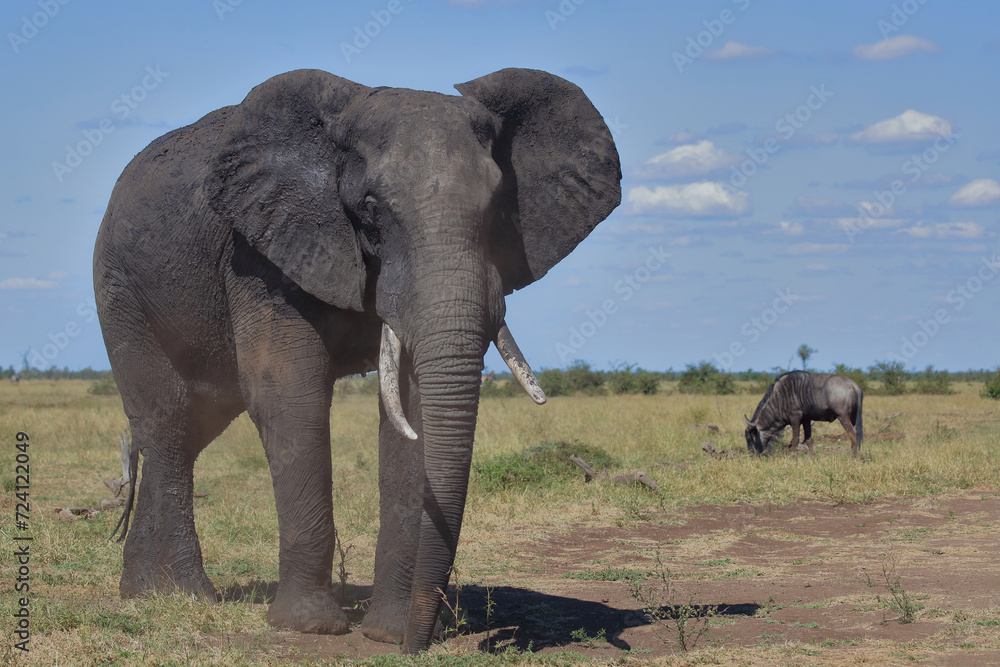 Obraz premium Afrikanischer Elefant / African elephant / Loxodonta africana