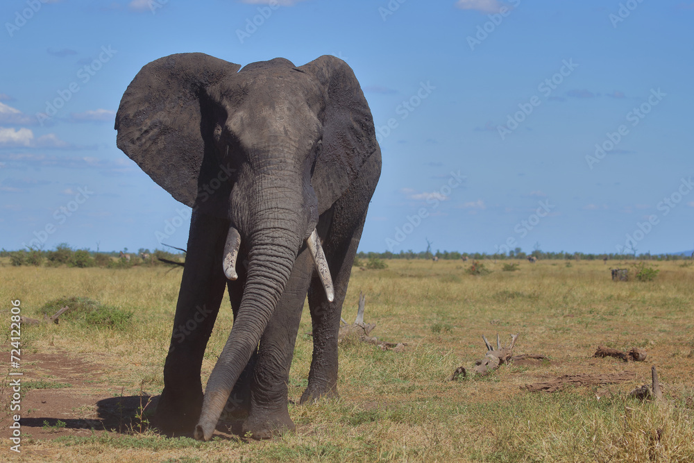 Obraz premium Afrikanischer Elefant / African elephant / Loxodonta africana