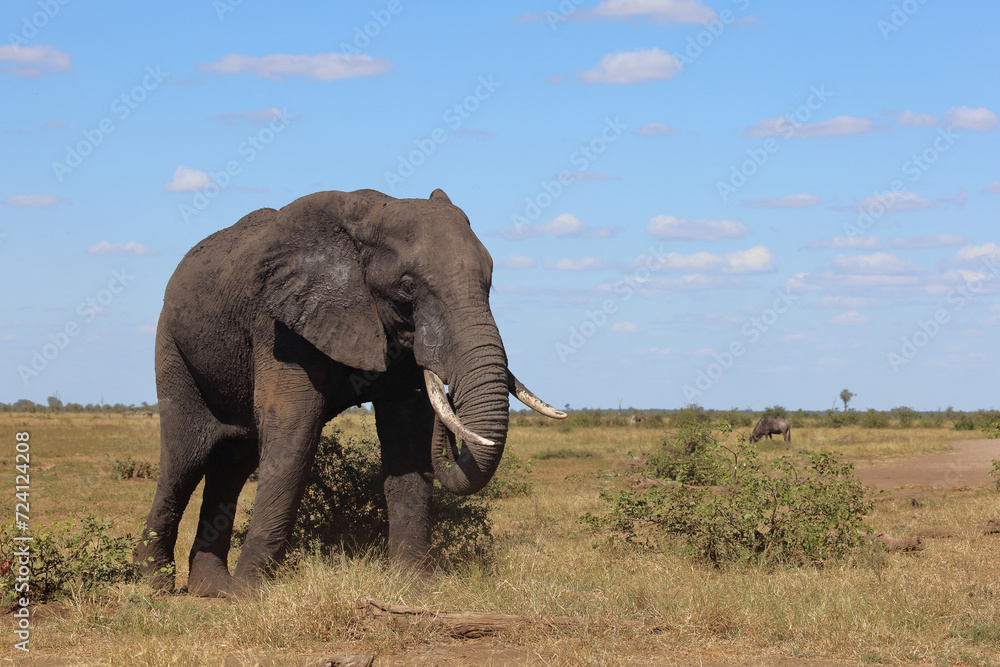 Fototapeta premium Afrikanischer Elefant / African elephant / Loxodonta africana