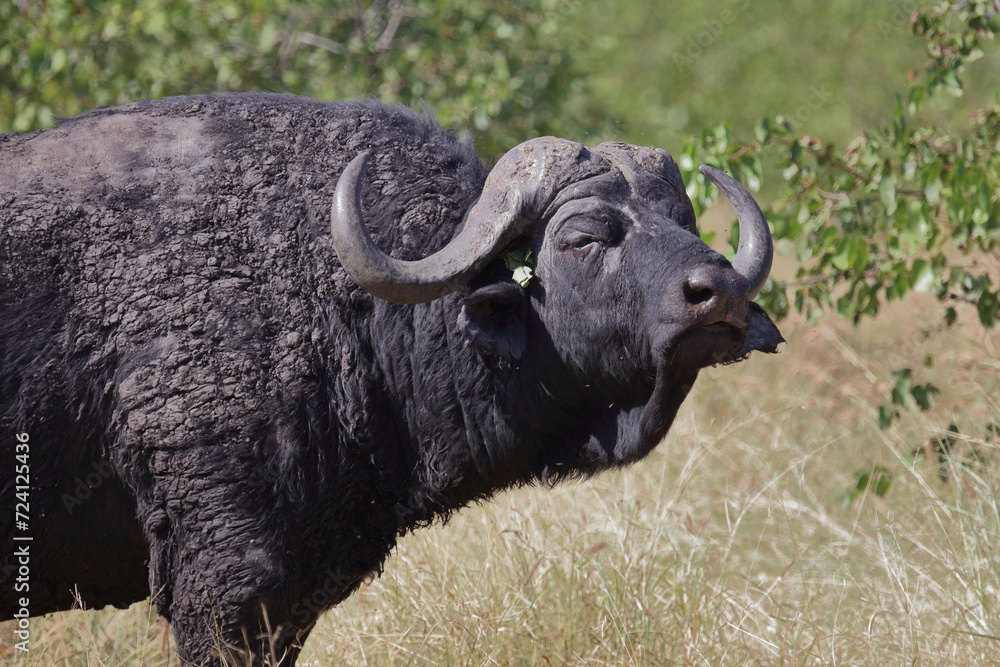 Kaffernbüffel / African buffalo / Syncerus caffer Kaffernbüffel / African buffalo / Syncerus caffer