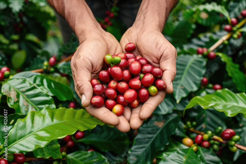 Ripe coffee fruits in male hands on a coffee plantation, top view