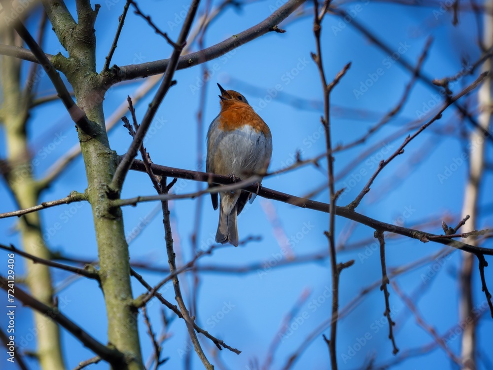 Robin Perched in a Tree