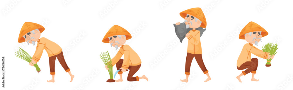 Chinese Farmer in Conical Hat Planting and Gathering Rice Vector Set Chinese Farmer in Conical Hat Planting and Gathering Rice Vector Set