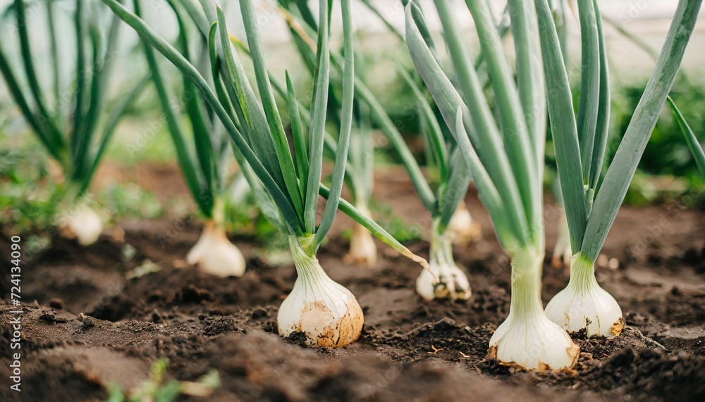 Fototapeta premium Green onion growing in a greenhouse. Organic agriculture. Natural and healthy food