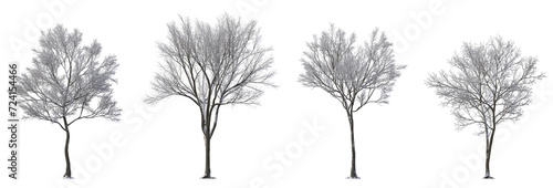 Set of street medium winter various snowed trees frontal isolated png on a transparent background perfectly cutout cloudy overcast weather